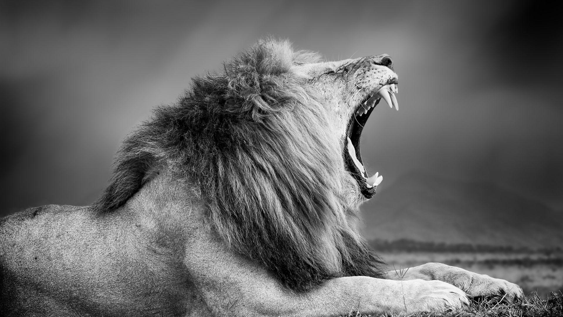 The Aggressive Recruiter's Playbook